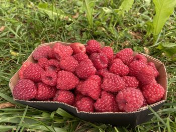 Close-up of strawberries in field