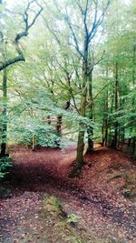 Trees in forest during autumn