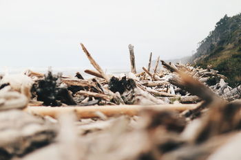 Driftwoods at sea shore against sky