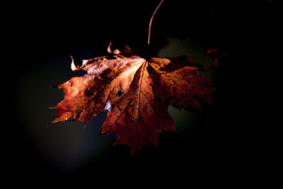 Close-up of dry maple leaf against black background
