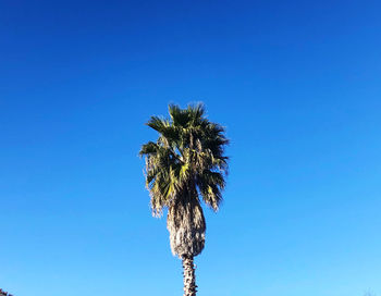 Low angle view of coconut palm tree against clear blue sky