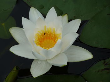 Close-up of white water lily blooming outdoors