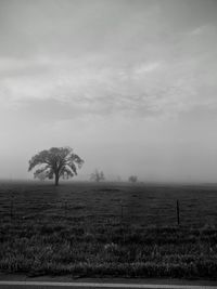 Trees on field against sky