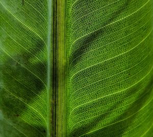 Full frame shot of green leaf