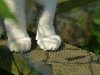 Close-up of cat's paws