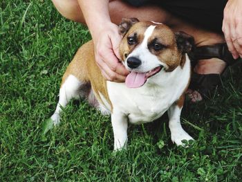 Dog sticking out tongue on field
