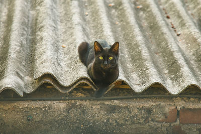 High angle portrait of cat by wall