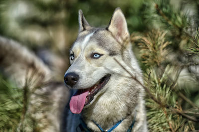 Close-up portrait of a dog looking away