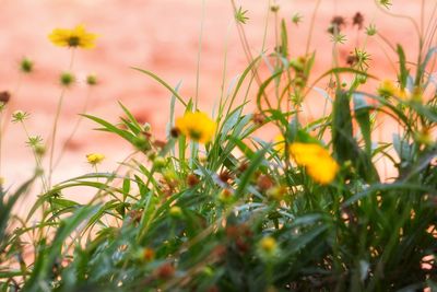 Close-up of yellow flowering plants on field