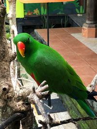 Close-up of parrot perching on wood