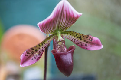 Close-up of white flower