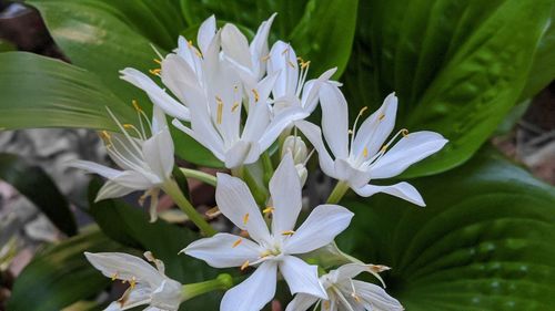 Close-up of white flowering plant