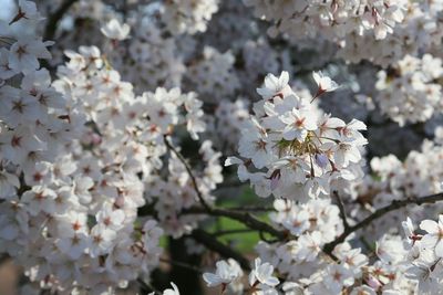 Close-up of white flowers on tree