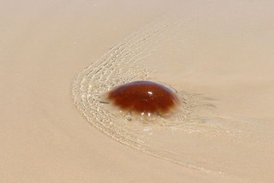 Close-up of jellyfish on beach
