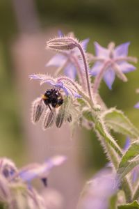 Close-up of bee on flower