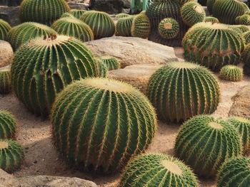 High angle view of succulent plant on field