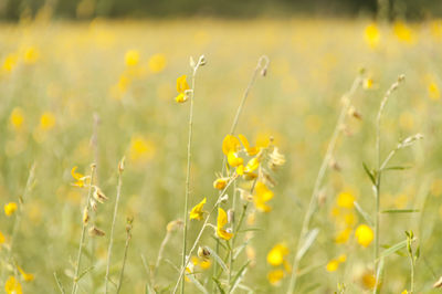 Close-up of yellow flowers growing in field