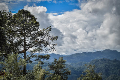 Low angle view of trees against sky