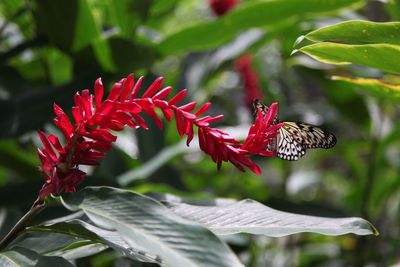 Close-up of red flower