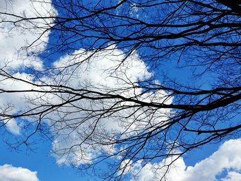 Low angle view of trees against blue sky