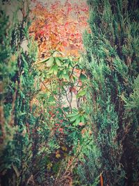 Close-up of ivy growing on tree trunk in forest