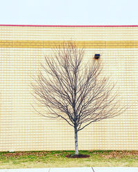 Bare tree on field against wall