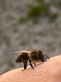 Close-up of bee on hand