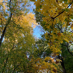 Low angle view of trees against sky