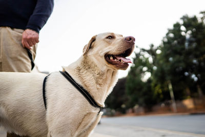 Dog on leash with owner to its left