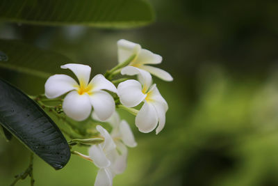 Close-up of white flowering plant