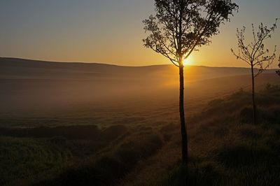 Silhouette tree on field against sky during sunset