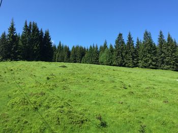 Scenic view of pine trees on field against clear sky