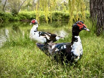 Close-up of duck on grassy field