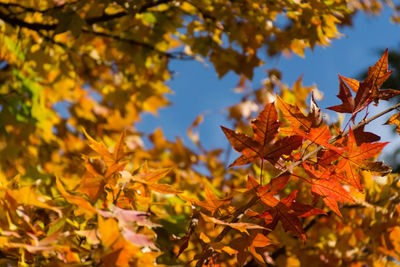 Close-up of maple leaves on tree