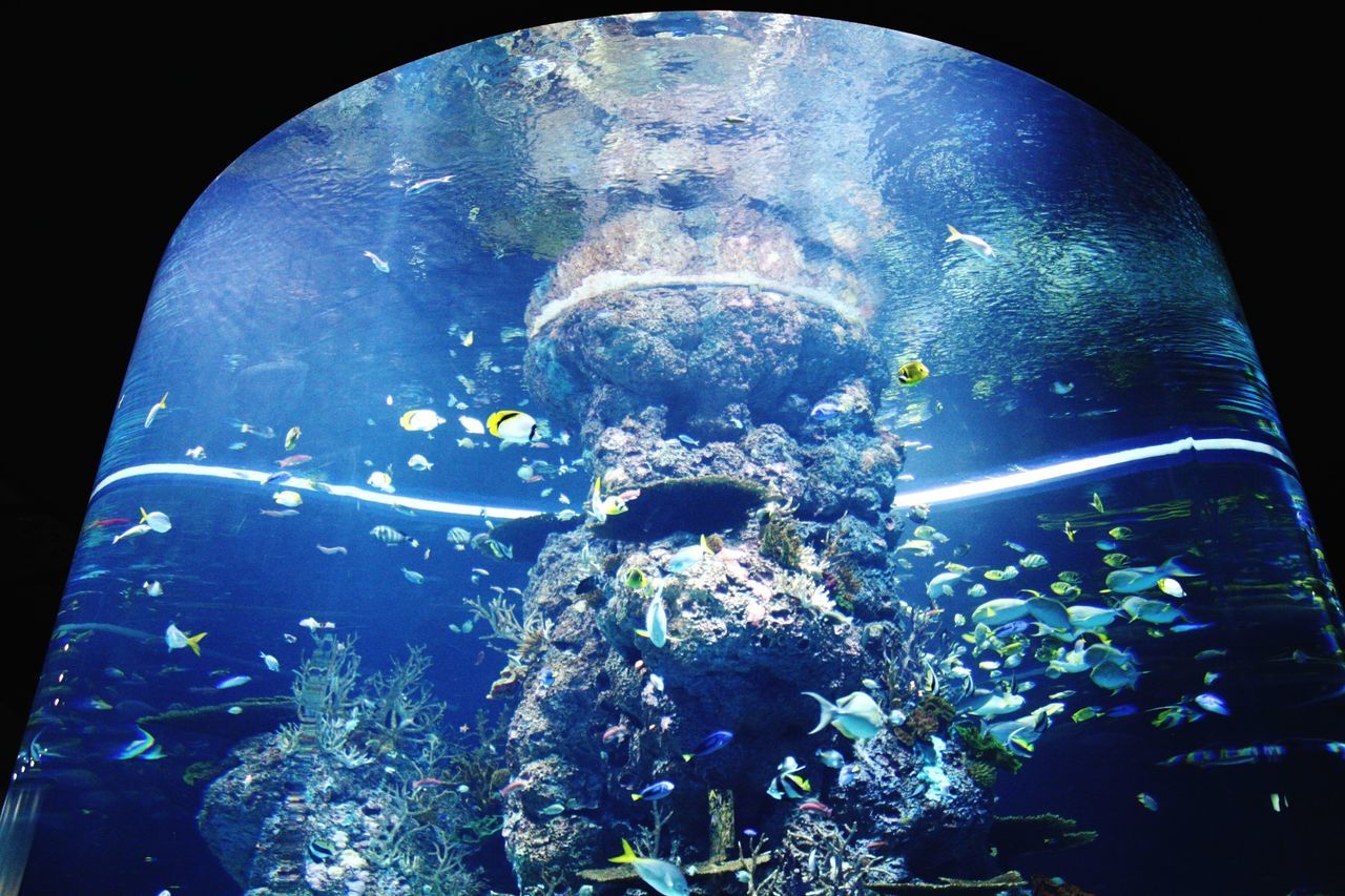 water, blue, underwater, undersea, sea life, transparent, low angle view, jellyfish, glass - material, night, swimming, reflection, nature, close-up, fish, no people, indoors, motion, bubble