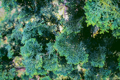 Close-up of plants