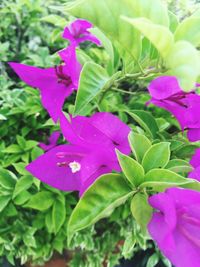 Close-up of pink flowers blooming in garden