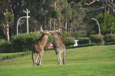 Full length of two horses on field