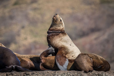 Seals on rock against mountain