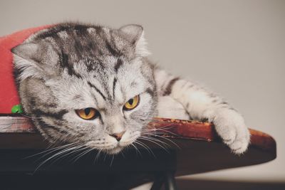 Close-up portrait of a cat looking away