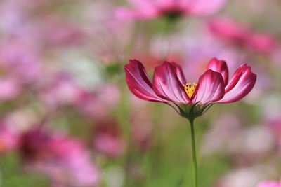 Close-up of pink cosmos flower blooming outdoors