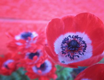 Close-up of flower against blurred background