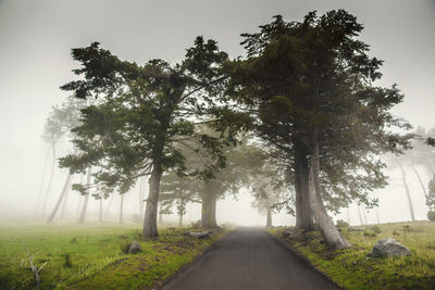 Empty road amidst trees against sky