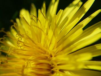 Close-up of yellow flower