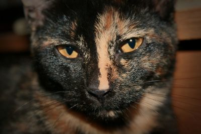 Close-up portrait of cat