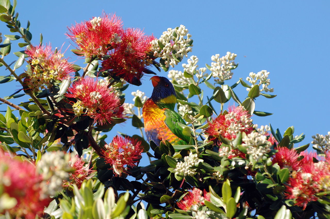 LOW ANGLE VIEW OF BUTTERFLY ON RED FLOWERING PLANTS