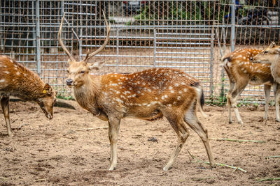 Deer standing in zoo