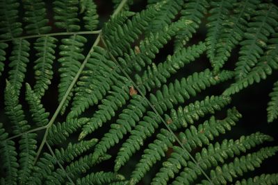 Full frame shot of fern