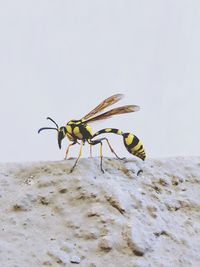 Close-up of insect on wall