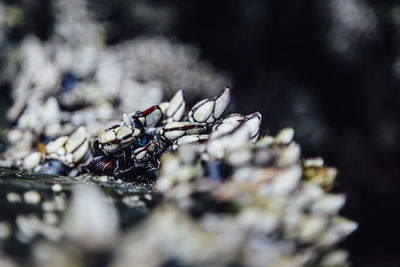 Close-up of berries on tree